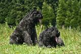 BOUVIER DES FLANDRES 509